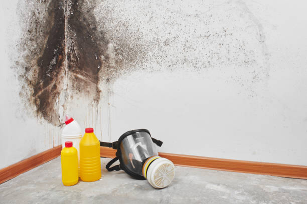 Best Mold Removal Near Me  in High Bridge, NJ