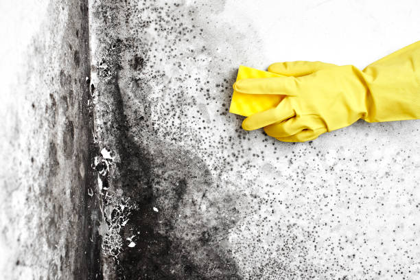 Best Mold Remediation  in High Bridge, NJ