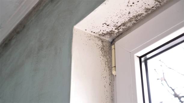 Best Mold Removal Near Me  in High Bridge, NJ