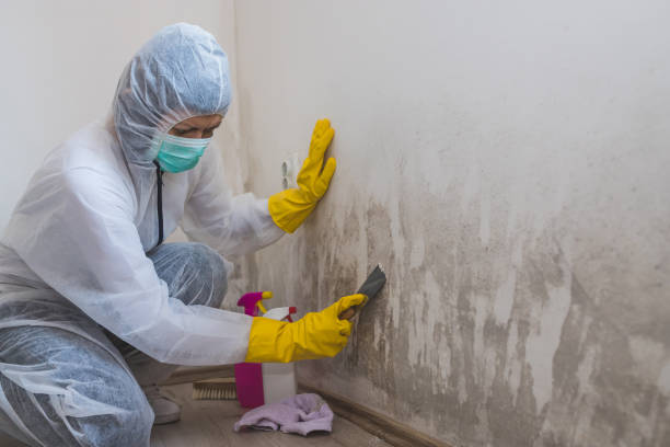 Best Mold Damage Repair  in High Bridge, NJ