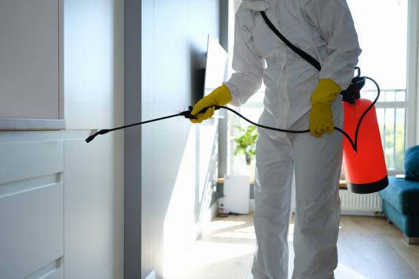 Best Black Mold Removal  in High Bridge, NJ