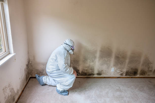 Best Same-Day Mold Removal  in High Bridge, NJ