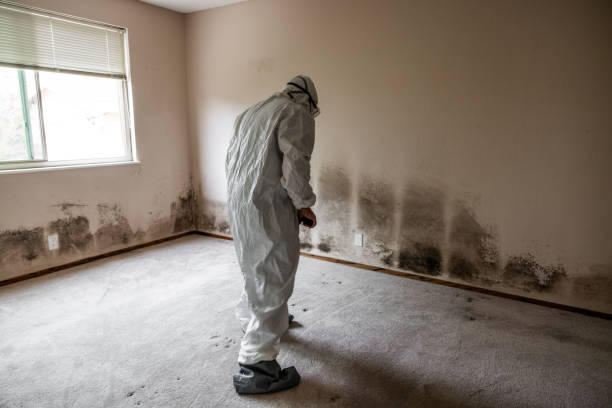 Best Black Mold Removal  in High Bridge, NJ