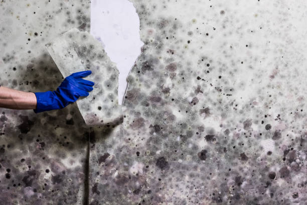 Best Attic Mold Removal  in High Bridge, NJ